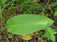 Bouillon blanc (01) (Photo F. Mrugala)